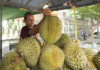 Vietnam’s 20,000 Hectares of Durian Officially Approved for Fresh Export to China, Competing Directly with Thailand and Vietnam