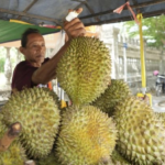 Vietnam’s 20,000 Hectares of Durian Officially Approved for Fresh Export to China, Competing Directly with Thailand and Vietnam