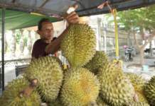 Vietnam’s 20,000 Hectares of Durian Officially Approved for Fresh Export to China, Competing Directly with Thailand and Vietnam
