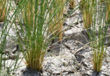 Indonesia Achieves Full Self-Sufficiency in Rice and Corn, Halting Imports by 2025 – A Setback for Vietnamese and Thai Rice Exports