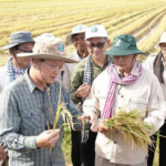 Not ST25: A Rice Variety Crowned the World’s Best for Seven Consecutive Years, Owned by Vietnam’s Neighbor