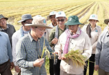 Not ST25: A Rice Variety Crowned the World’s Best for Seven Consecutive Years, Owned by Vietnam’s Neighbor