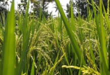 Authorities Seize 3.2 Tons of Smuggled Rice Concealed in Cement Bags Following Intelligence Tip