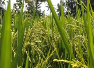 Authorities Seize 3.2 Tons of Smuggled Rice Concealed in Cement Bags Following Intelligence Tip