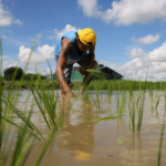 Philippines Unveils New Rice Import Policy Effective January 1, 2026: Vietnam and Thailand Take Note