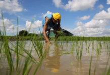 Philippines Unveils New Rice Import Policy Effective January 1, 2026: Vietnam and Thailand Take Note