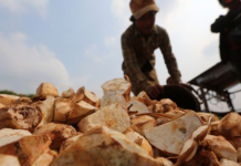 Vietnam’s Hidden Goldmine Outshines Durian: A $1 Billion Export Powerhouse Rivaling Thailand, Fiercely Sought by China and Asia