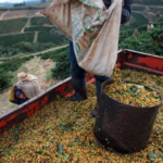 “Despite Plummeting Production, Cuban Specialty Wins World’s Best Award – Vietnam Also Makes the List”