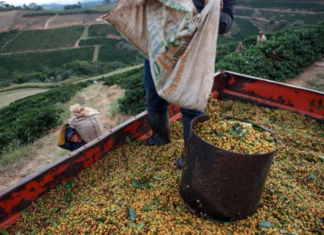 “Despite Plummeting Production, Cuban Specialty Wins World’s Best Award – Vietnam Also Makes the List”