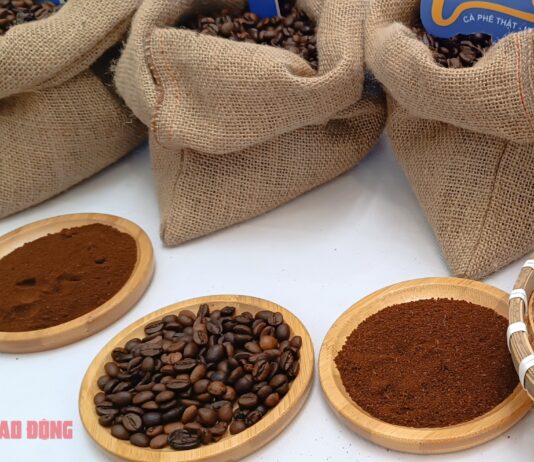 Today’s Coffee Prices (Dec 13): Weekend Plunge Pushes Prices Below 100,000 VND/kg Threshold