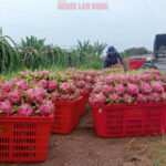 Dragon Fruit Prices in Lam Dong Reach Multi-Year Highs