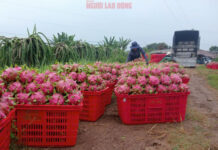 Dragon Fruit Prices in Lam Dong Reach Multi-Year Highs