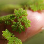 Professor Transforms Duckweed into Nitrogen, Breeds Dozens of Rice Varieties to Save Vietnam’s Crops