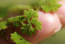 Professor Transforms Duckweed into Nitrogen, Breeds Dozens of Rice Varieties to Save Vietnam’s Crops