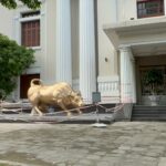 HoSE Considers Retiring Iconic “Charging Bull” Logo After 25 Years