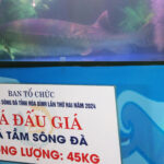 Unveiling the Mystery: 45kg “Monster Fish” Successfully Cultivated in Hòa Bình Reservoir for the First Time