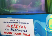 Unveiling the Mystery: 45kg “Monster Fish” Successfully Cultivated in Hòa Bình Reservoir for the First Time