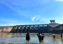 Rush to Tri An Hydropower Plant for Monster Fish Catching Frenzy