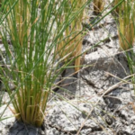 Southeast Asian Nation Celebrates Rice Export Milestone: Ships to 72 Markets, Poised to Challenge Vietnam and Thailand in the Philippines