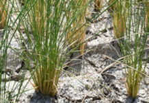 Southeast Asian Nation Celebrates Rice Export Milestone: Ships to 72 Markets, Poised to Challenge Vietnam and Thailand in the Philippines