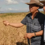 Cuba Attracts Another Rice Production Partner After Vietnam: Aiming for 10,000 Hectares with Full Input and Technical Support
