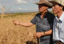 Cuba Attracts Another Rice Production Partner After Vietnam: Aiming for 10,000 Hectares with Full Input and Technical Support