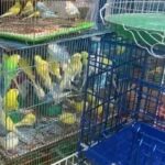 Discover Saigon’s Premier Pet Bird Shop: 341 Exotic Birds Temporarily Held in Ho Chi Minh City