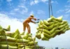 Vietnam Exports 7.5 Million Tons of Rice