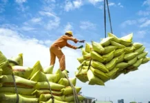 Vietnam Exports 7.5 Million Tons of Rice