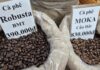 Today’s Coffee Prices (Dec 24): Vietnam Leads as Spain’s Top Coffee Supplier