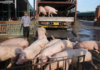 Floods, Disease Outbreaks: Will There Be a Pork Shortage by Year-End?