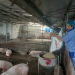 Pig Prices Surge Again Ahead of Lunar New Year