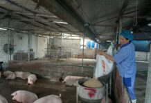 Pig Prices Surge Again Ahead of Lunar New Year