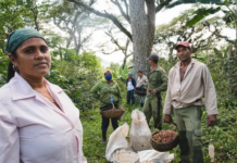 Cuba’s Post-Rice Partnership with Vietnam: Struggling to Revive the ‘Golden Crop’ Amid 50% Production Decline in 5 Years