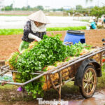 Why Are Vegetable Prices Skyrocketing in Hanoi?
