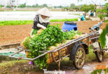 Why Are Vegetable Prices Skyrocketing in Hanoi?