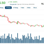 Vietcap Announces Cash Dividend Payout Ahead of Lunar New Year, Approved by Chairman Nguyen Thanh Phuong