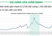 Is Bầu Đức Pivoting to a New Flagship Product? From Selling Houses to Growing Rubber, and Sleepless Nights Over Pigs Eating Bananas