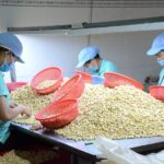 “In Just 10 Months, China Spends Over $800 Million Importing Cancer-Preventing Nuts from Vietnam”