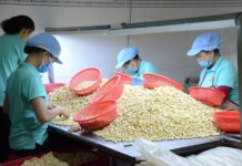 “In Just 10 Months, China Spends Over $800 Million Importing Cancer-Preventing Nuts from Vietnam”