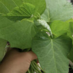 Unveiling the Unexpected: $10 Million Windfall from Exotic Leaf Exports