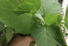 Unveiling the Unexpected: $10 Million Windfall from Exotic Leaf Exports