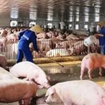 Pork Demand Forecast to Surge, Prices Expected to Rise During Tet Holiday
