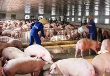 Pork Demand Forecast to Surge, Prices Expected to Rise During Tet Holiday