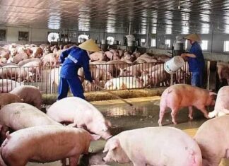 Pork Demand Forecast to Surge, Prices Expected to Rise During Tet Holiday