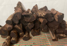 Log Traders Rush to Buy Rare Wood at $127/kg: Quang Tri Forest Rangers Step In
