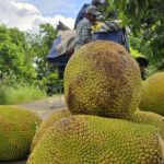 Vietnam Officially Exports Another Popular Fruit to China