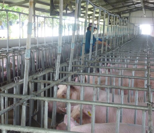 Pig Price Surge: Unveiling the Shocking Reasons Behind the Sudden Spike in Pork Prices