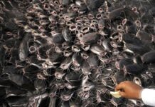 Vietnam’s Billion-Dollar Industry Dominates Global Market with 90% Share, Captivating China’s Demand