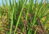 Vietnam Expands Agricultural Footprint: Introducing Premium Rice Varieties and Cultivation Techniques to South America Post-Cuba Success